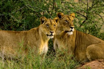 4-Day Amazing Wildlife Safari in Uganda